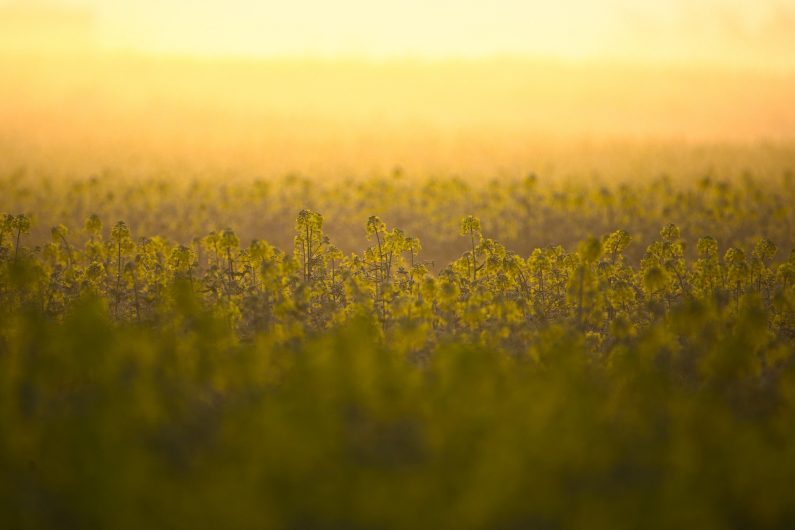 Champ de colza aux fleurs jaunes 