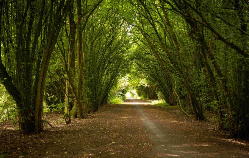 Chemin de la voie verte de la plaine de la Scarpe 