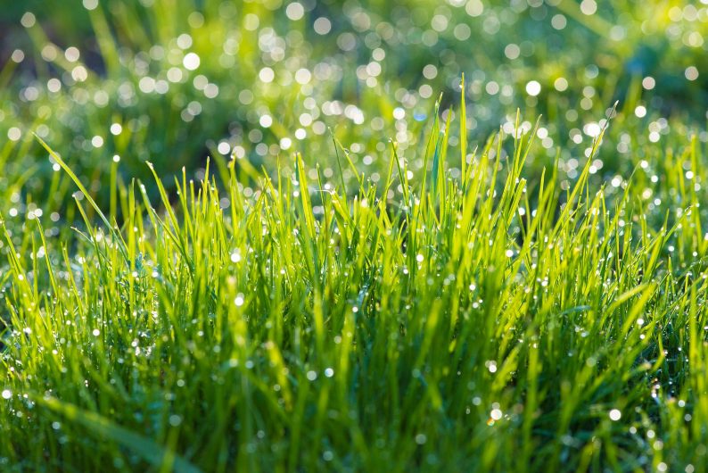 Rosée du matin sur l'herbe 