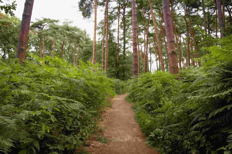 Forêt de Marchiennes 