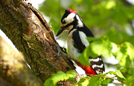 Le circuit des oiseaux