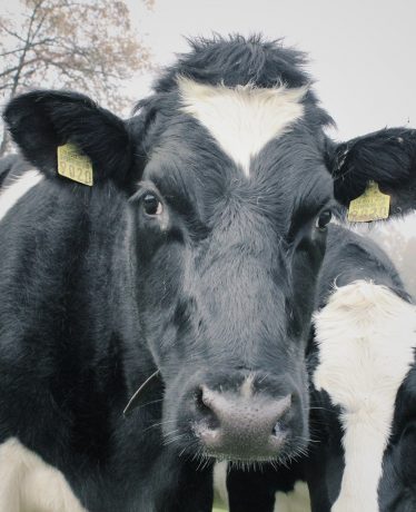 Le circuit du marais des vaches