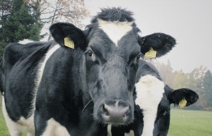 Le circuit du marais des vaches