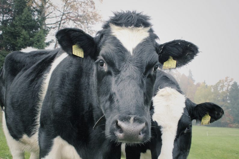 Deux vaches Prim'Holstein