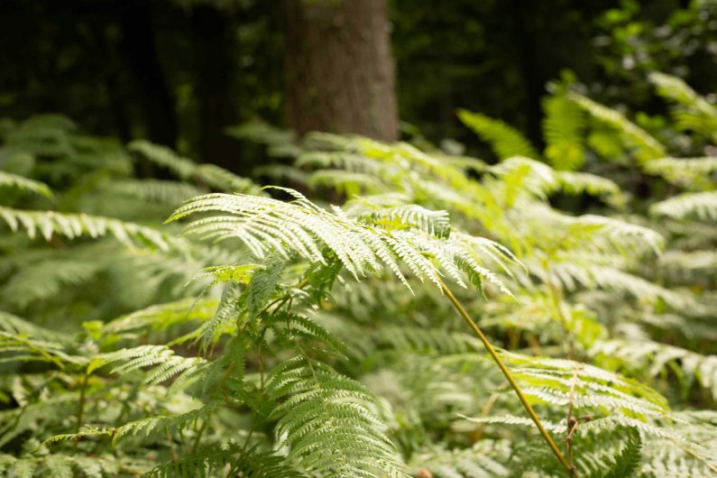 Les fougères de la forêt de Marchiennes 