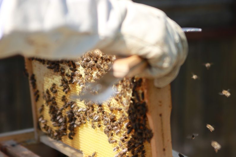 Zoom sur le travail d'un apiculteur