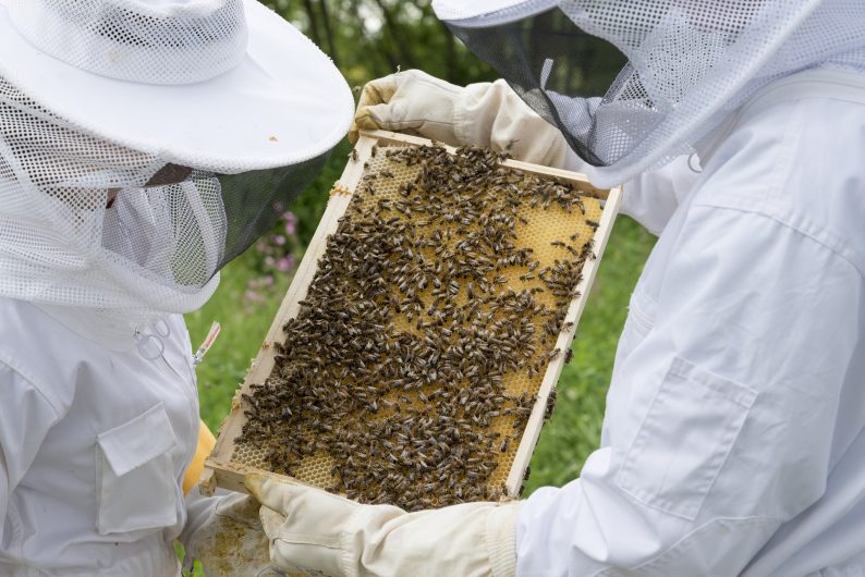 Deux apiculteurs à la ruche