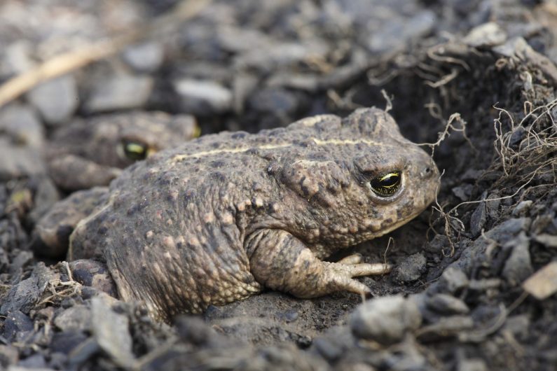 Crapaud calamite ©Grégory Smellinckx