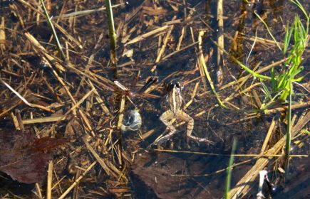 Les amphibiens de la tourbière de Vred