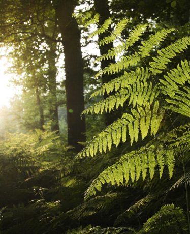 La forêt de Marchiennes