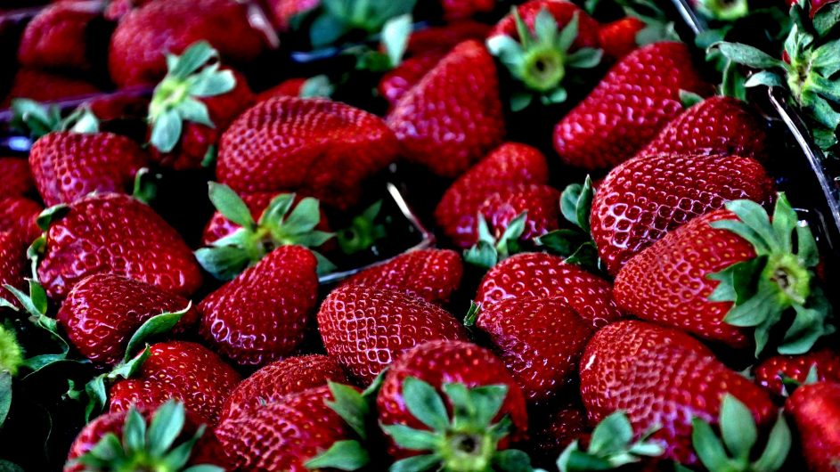 Les bonnes fraises de la ferme Coquelle 