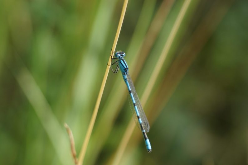 Demoiselle - ©Antoine Doche