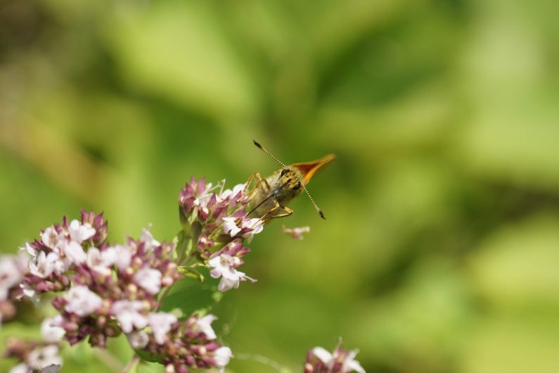 Insecte sur une fleur - ©Antoine Doche