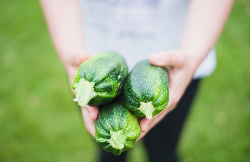 Récolte du jour des courgettes 