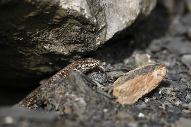 Lézard des murailles - ©Grégory Smellinckx