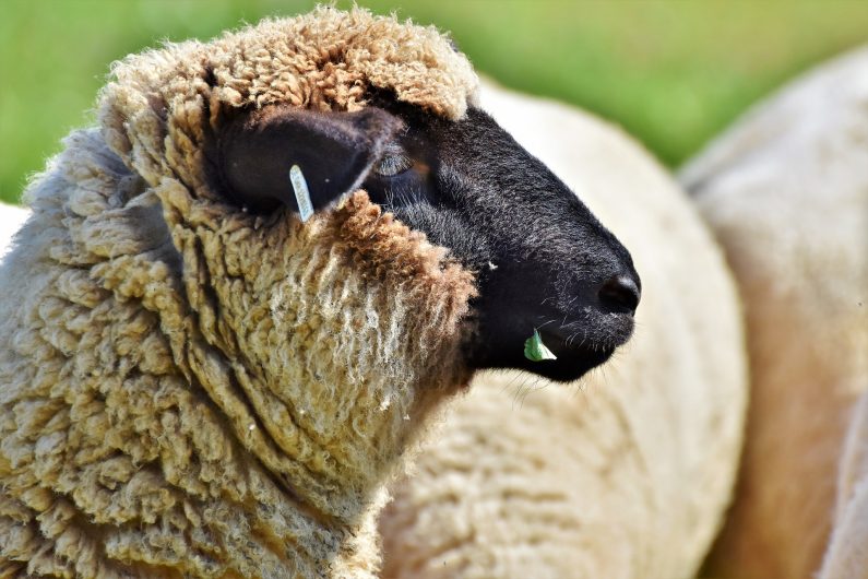 Tête d'un mouton de la ferme Lawniczak