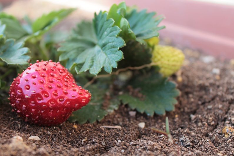 Fraise sur la terre 