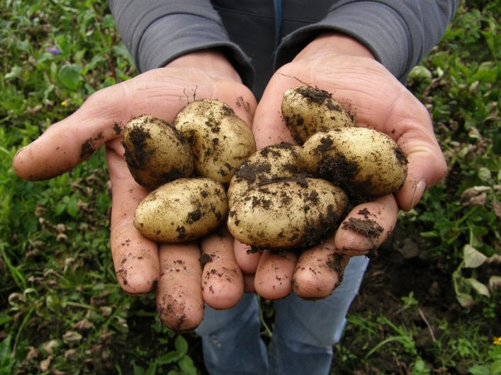 Quelques pommes de terre sorties de terre