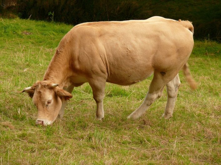 Vache blonde aquitaine de la ferme Bauduin