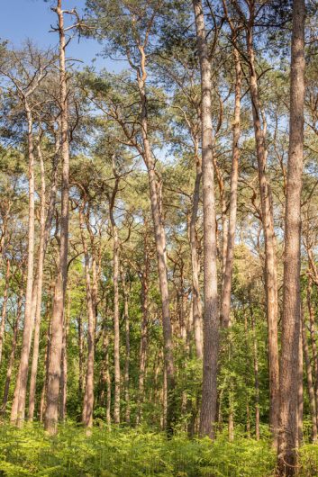 Forêt de Marchiennes - ©Karen Saint-Patrice