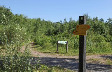 Coupe de Ligneux au terril Sainte Marie