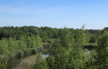 Chantier nature au terril Sainte-Marie