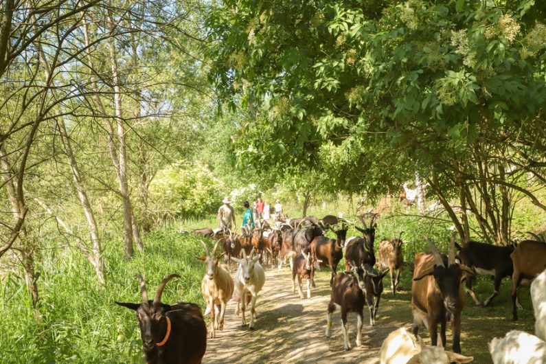 Les chevrettes du terril ©Karen Saint-Patrice