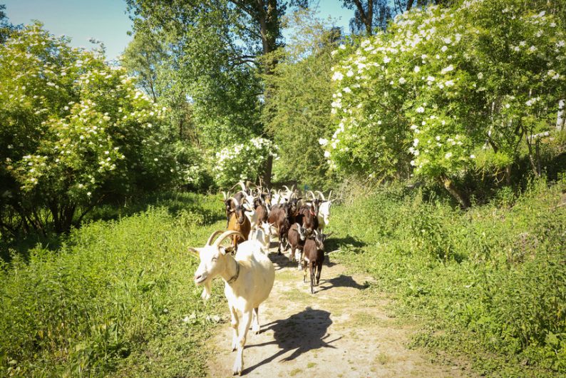 Les chevrettes du terril ©Karen Saint-Patrice