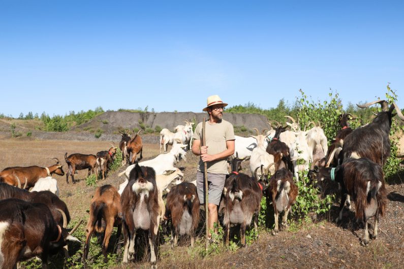 Julien le berger avec ses chèvres sur le terril ©Karen Saint-Patrice 