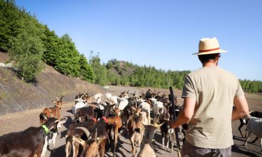 Les chevrettes du terril