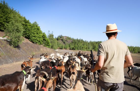 Les chevrettes du terril