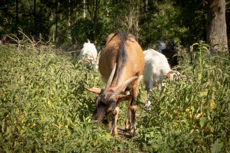 Les chevrettes du terril © Karen Saint-Patrice