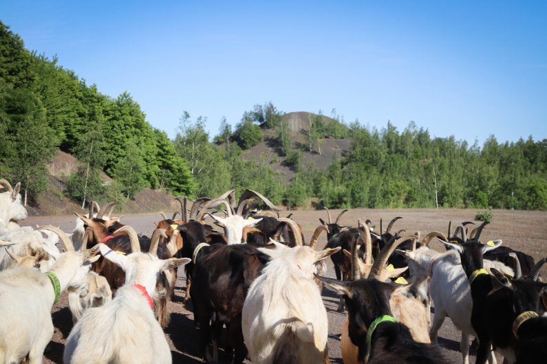 Chèvres sur le terril ©Karen Saint-Patrice