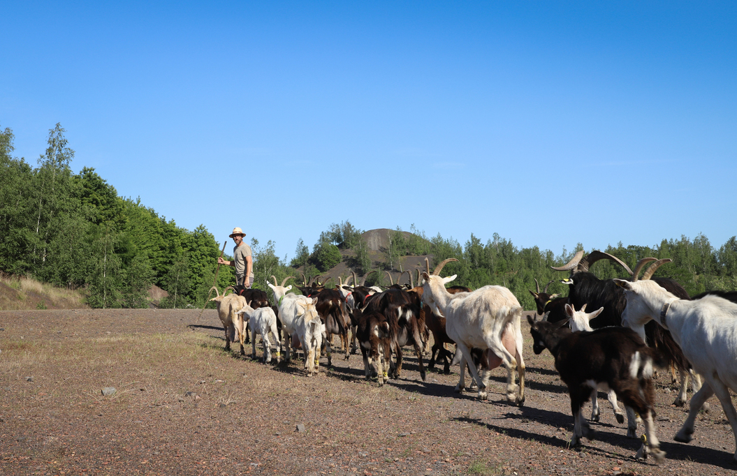 Retour à la ferme pour les chevrettes du terril