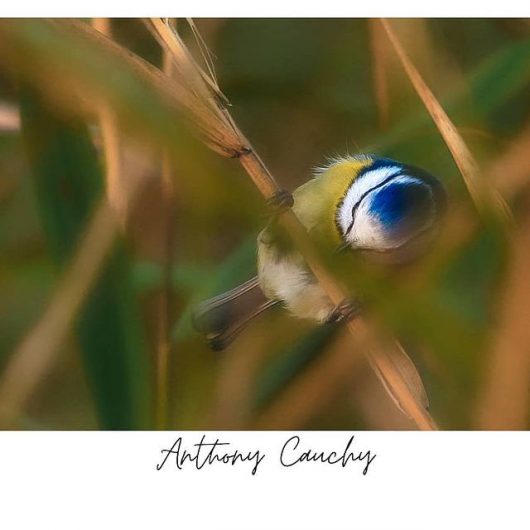 Mésange bleue ©Anthony Cauchy