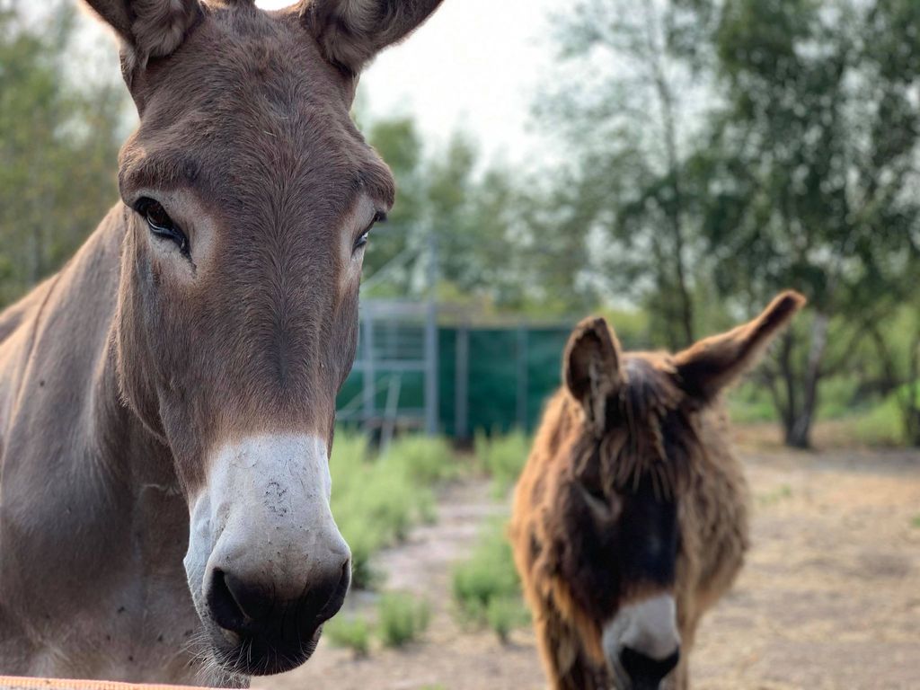 Deux ânes à la ferme