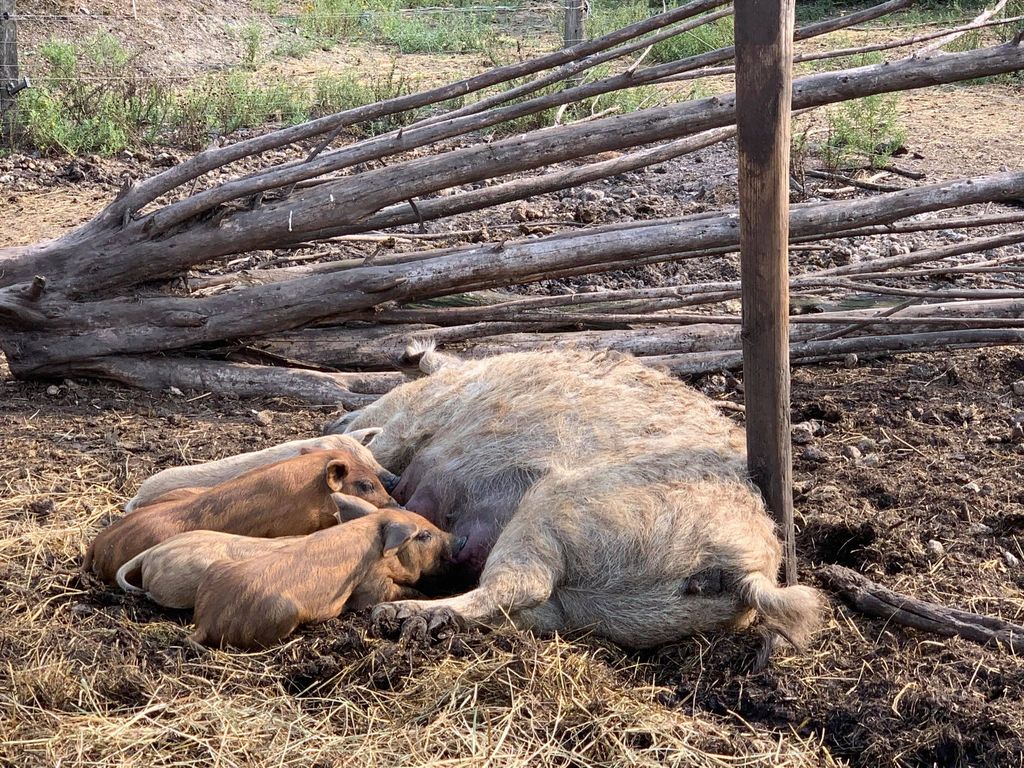 Un cochon laineux qui allaite ses trois petits porcelets