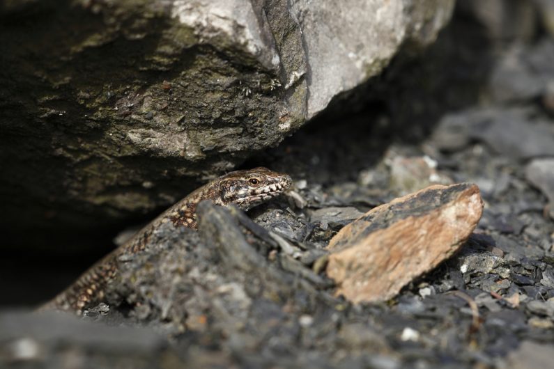 Lézard des murailles ©Grégory Smellinckx