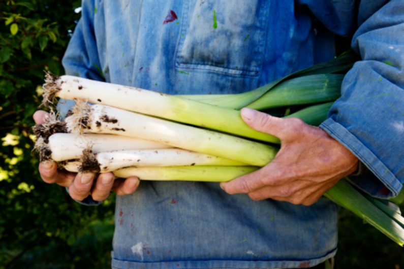 Agriculteur portant sa récolte de poireaux