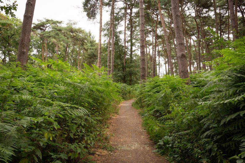 La foret de Marchiennes ©Karen Saint-Patrice