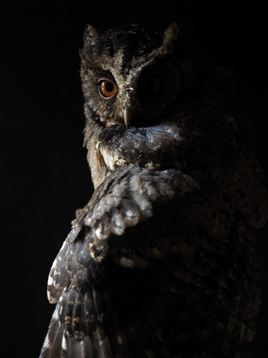 Portrait d'une chouette dans la nuit