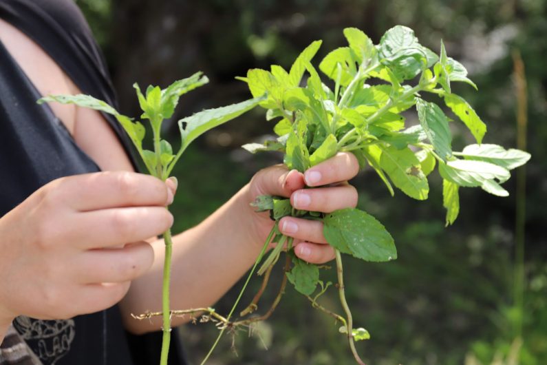 Cueillette de plantes