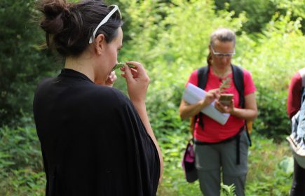 La magie des plantes sauvages