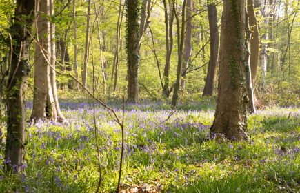 Sortie nature : la nature près de chez vous