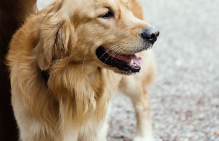 Balade canine : le toutour