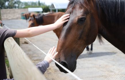 Spectacle équestre – Disney et les chevaux