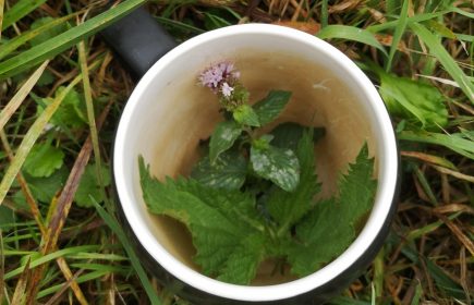 Atelier bien-être : Instant tisane