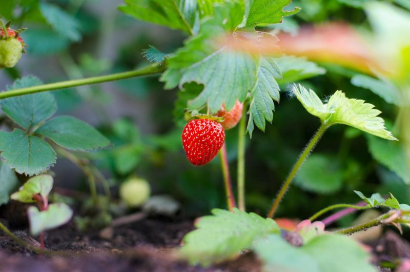 fraise en pleine nature