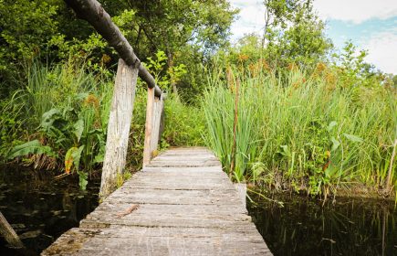 Un concert à la tourbière