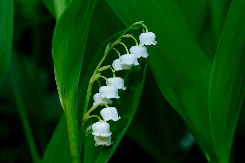 Muguet